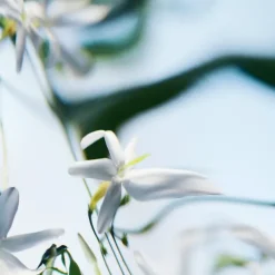 Blanche Absolu de Parfum