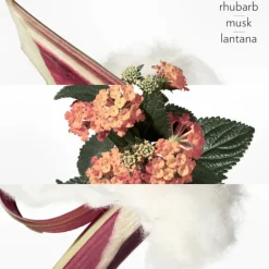 Eau de rhubarbe écarlate 100 ML