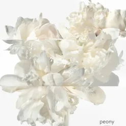 Twilly d'Hermes Eau Ginger