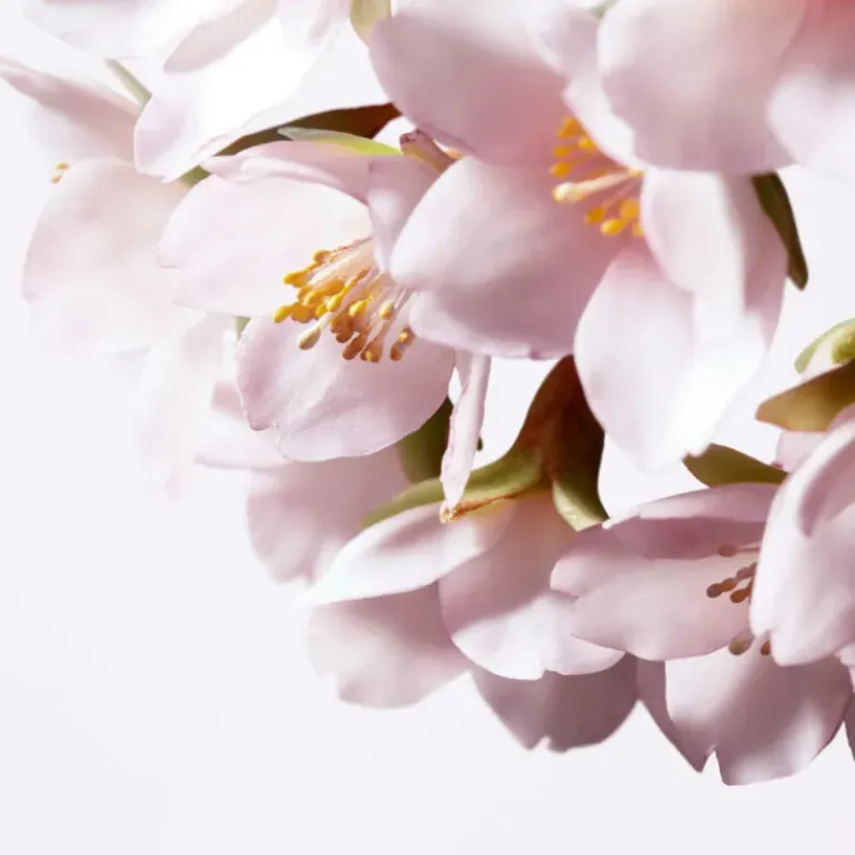 White Lucent Illuminating Micro-Spot Serum